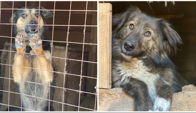 Фото з притулку