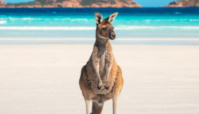 Лакі Бей, Австралія