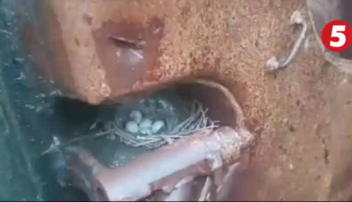 пташине гніздо у спаленому БМП