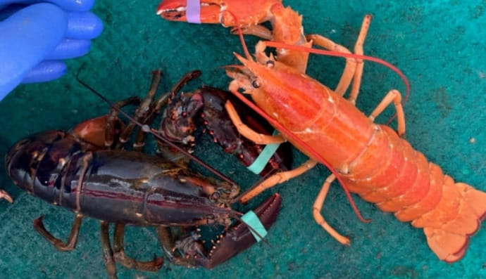 Лобстер