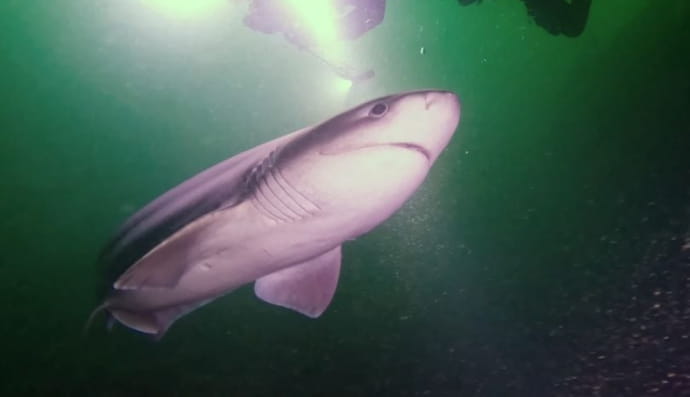 Шестизяброва акула