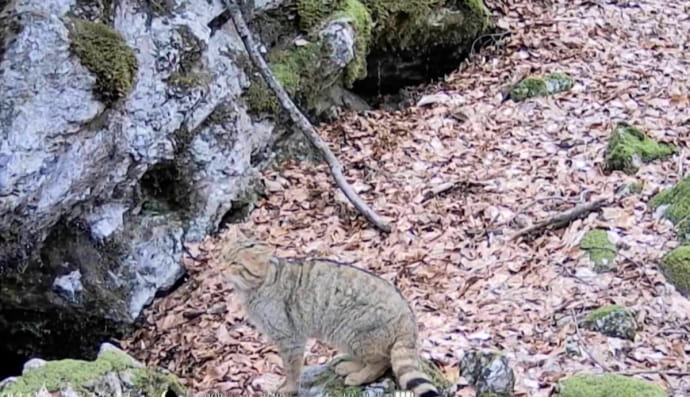 На Закарпатье заметили редкого дикого кота