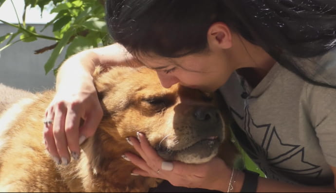 Приют для животных