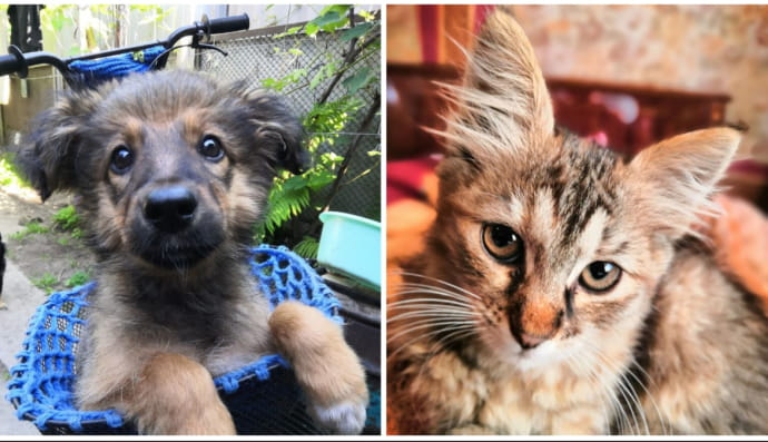 Пошук родини для 4-лапих