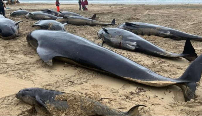 У Шотландії кити масово викинулися на берег