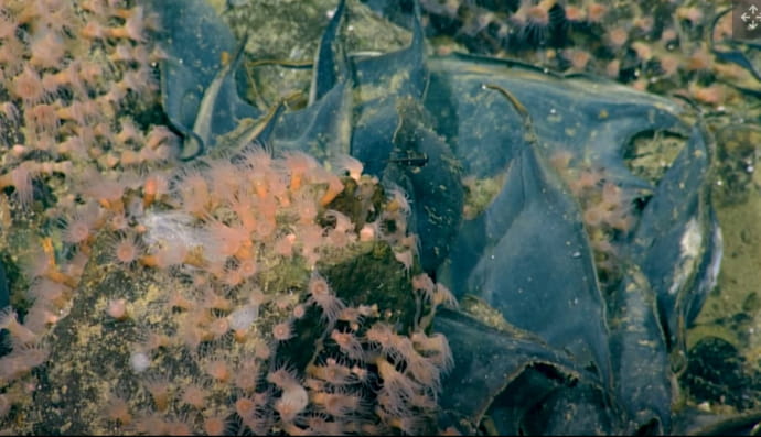 Ученые обнаружили активный вулкан в самом дне Тихого океана