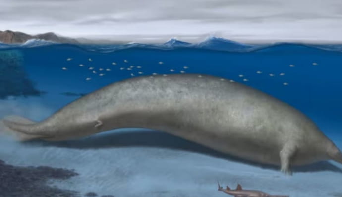 кит Perucetus colossus