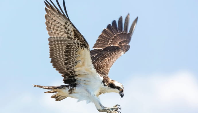 Хищная птица