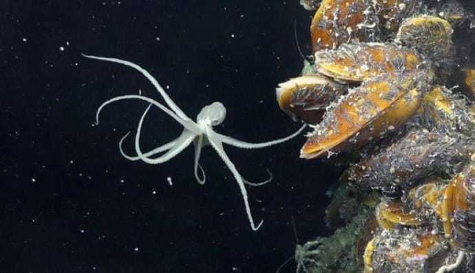 Экосистема