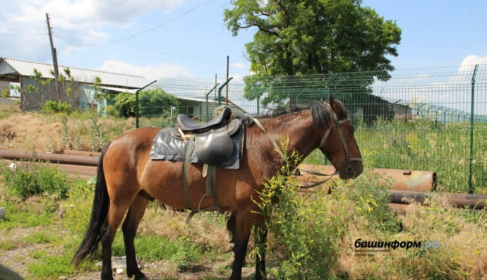 Коні окупантів