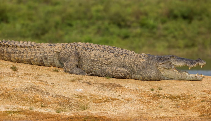 Болотный крокодил