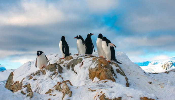 Пінгвіни 