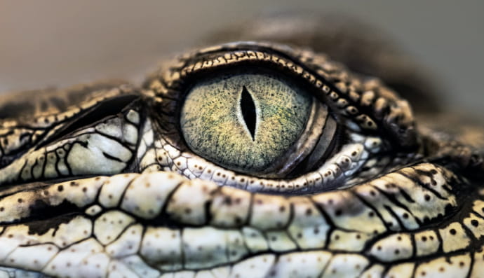 Око крокодила