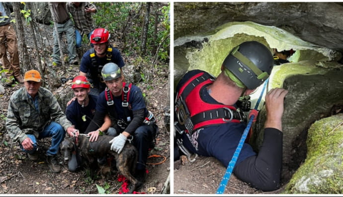 Спасение собаки