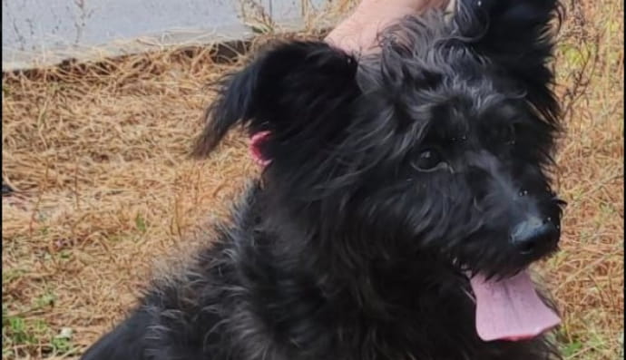 собачка Шери