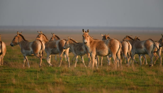 Животные в заповеднике