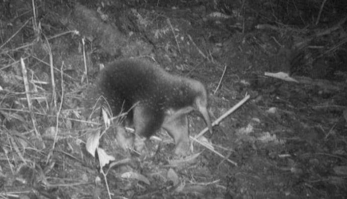 єхидна Аттенборо