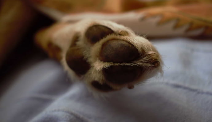 Лапка собаки