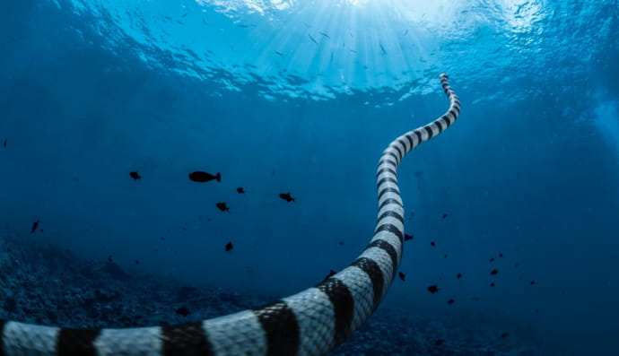 National Geographic представил самые удивительные фотографии 2023 года