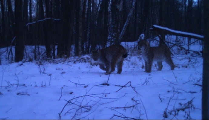 рисі у Чорнобилі