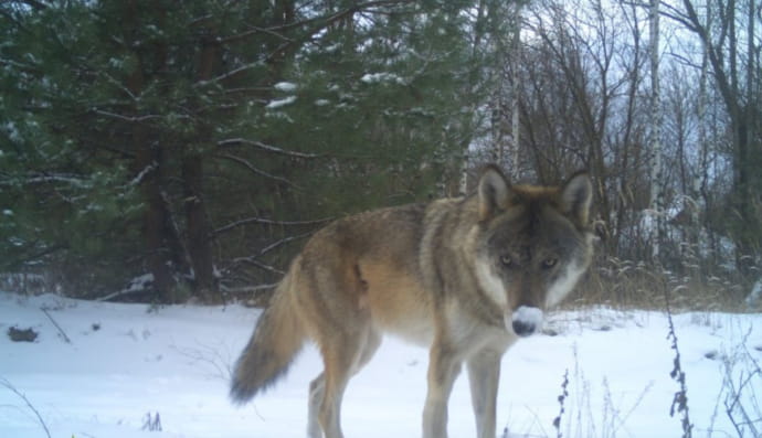 В Чернобыльском заповеднике камеры зафиксировали поединок диких волков