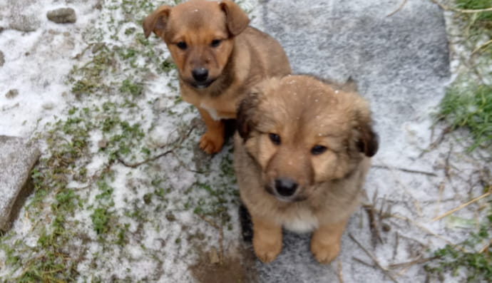 Валерка и Володька