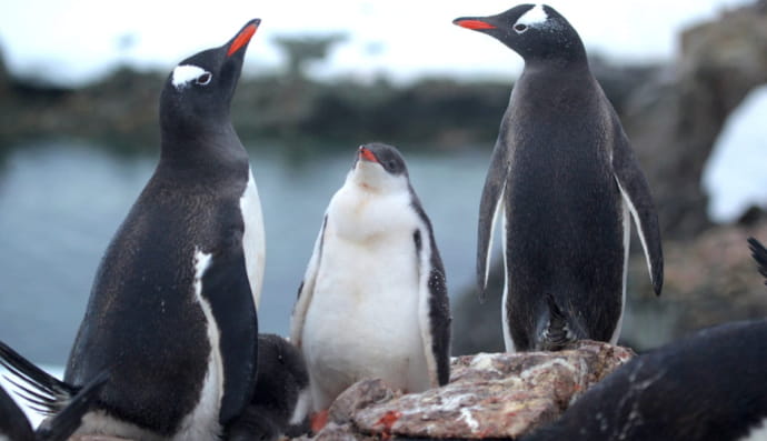 Пінгвіни
