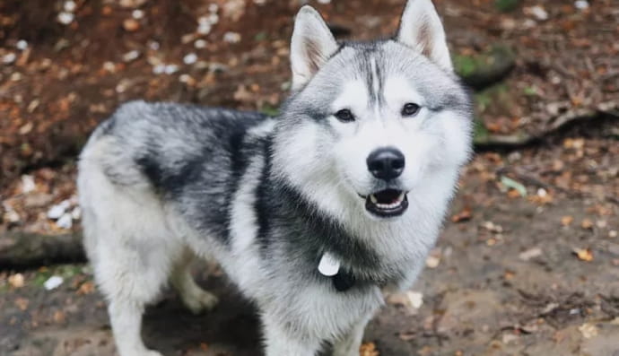 Собака и утечка газа