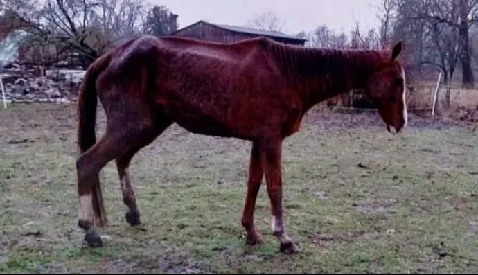 Кобила So Royal 