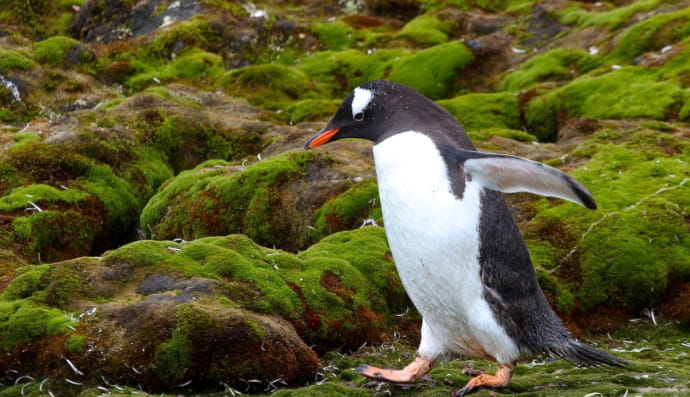 Зеленое лето