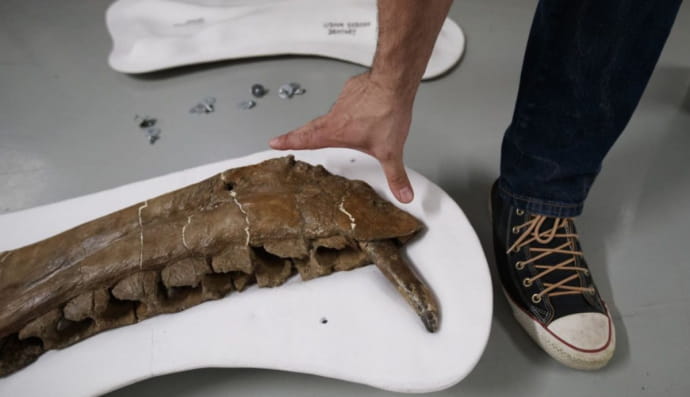 У США студент несподівано відкрив новий вид динозаврів