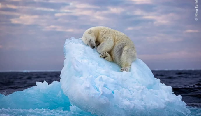 Найкращі фото дикої природи