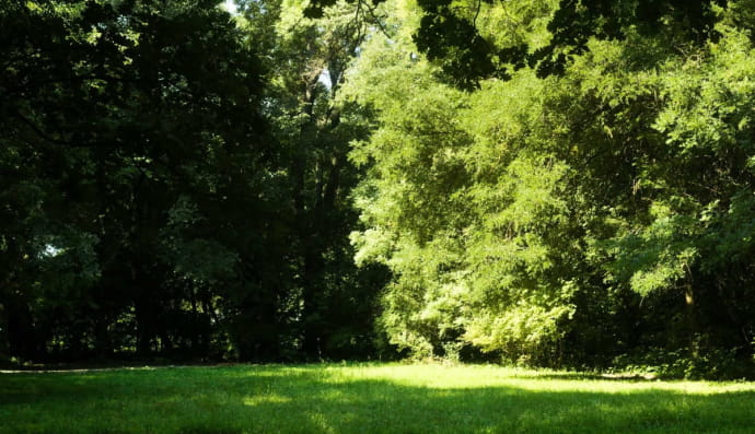 Дерева на галявині 