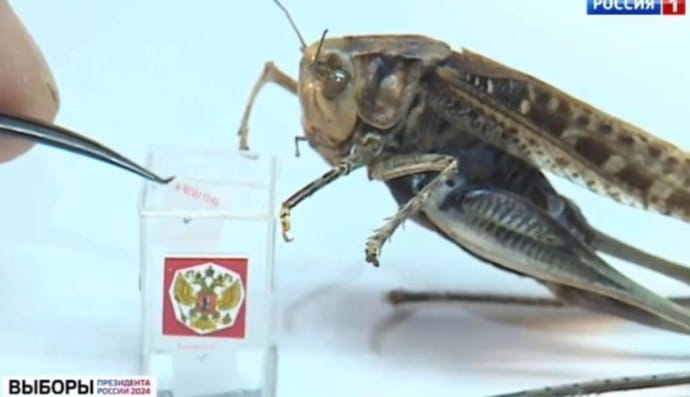 Насекомые и выборы