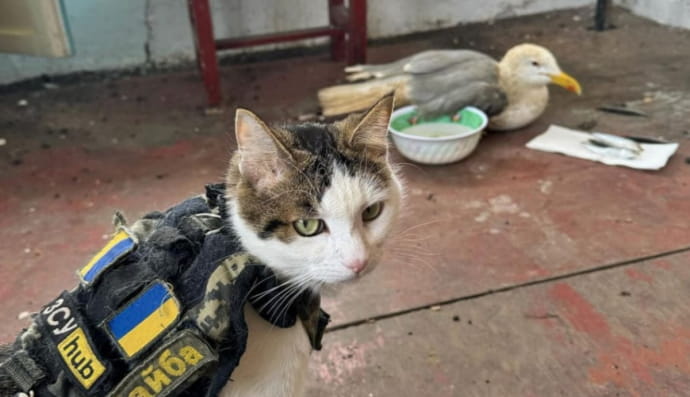 Шайба та чайка