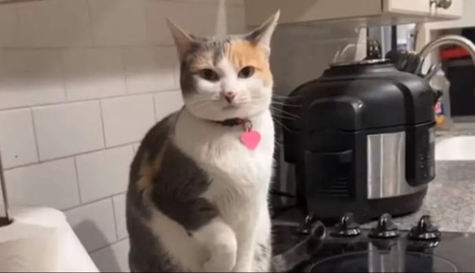 Ревнива кішка