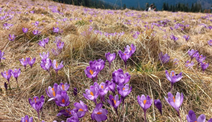 Крокуси на вершині Карпат