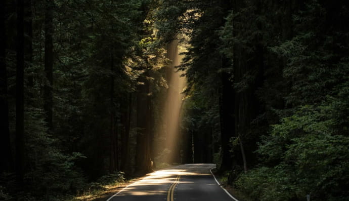 Дорога вблизи деревьев