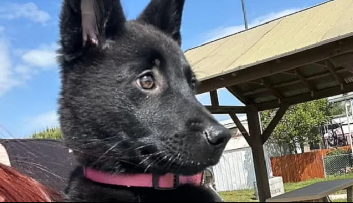 Історія про собаку