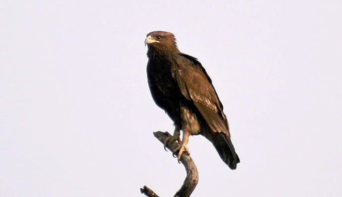 Подорлик большой