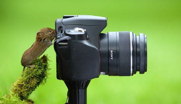 Дикая природа