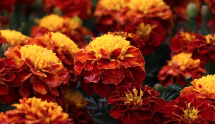 Чорнобривці