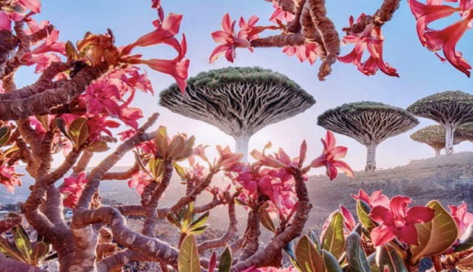 Сокотра, Ємен