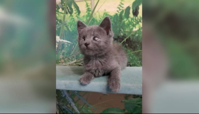 Котик Саймон