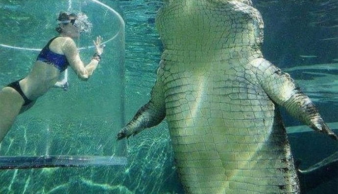 Морской крокодил