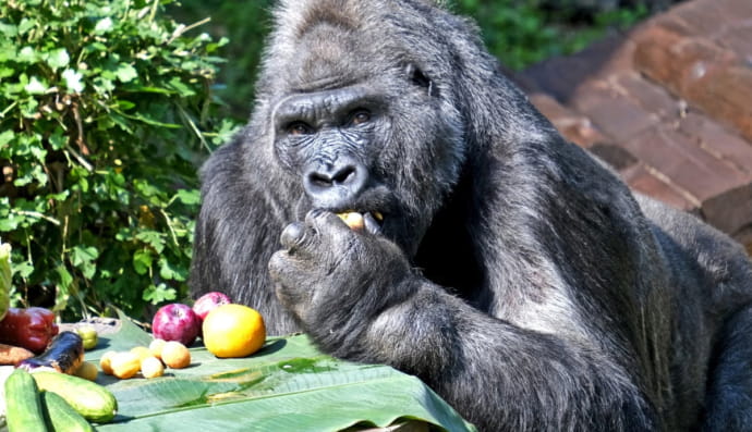 День народження Тоні