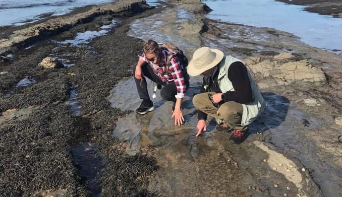 Сліди хижих великів динозаврів, що жили поблизу Антарктиди