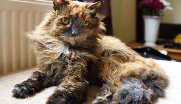 Розі – найстаріша кішка світу 