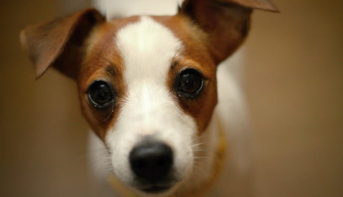 Джек-рассел-тер'єр 