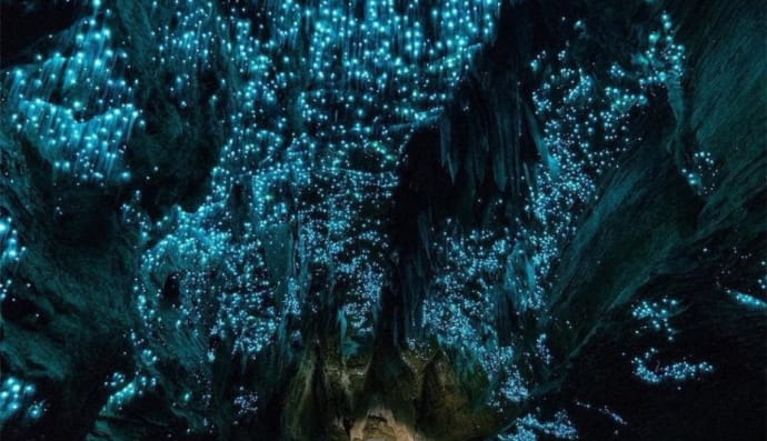 Печери світлячків, Нова Зеландія